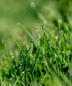 Bermuda Hibrit Rulo Çim