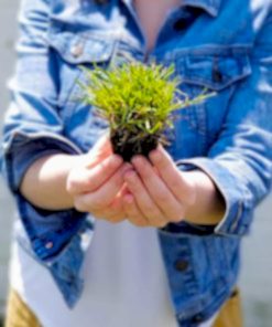 İnce Yapraklı Zoysia Çim