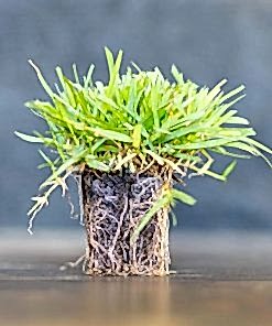 Mavimtrak Koyu Yeşil Zoysia